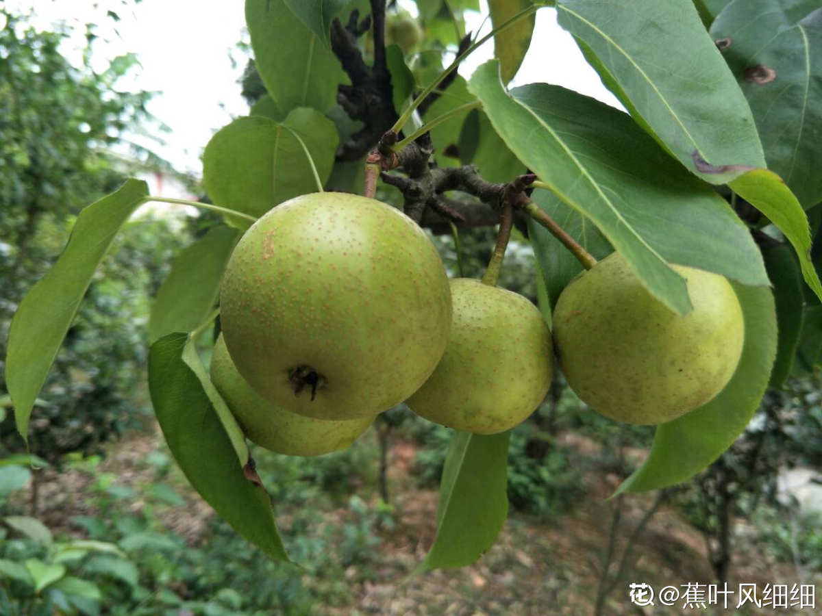 7种常见水果，秋天吃正是好时候，健康促消化