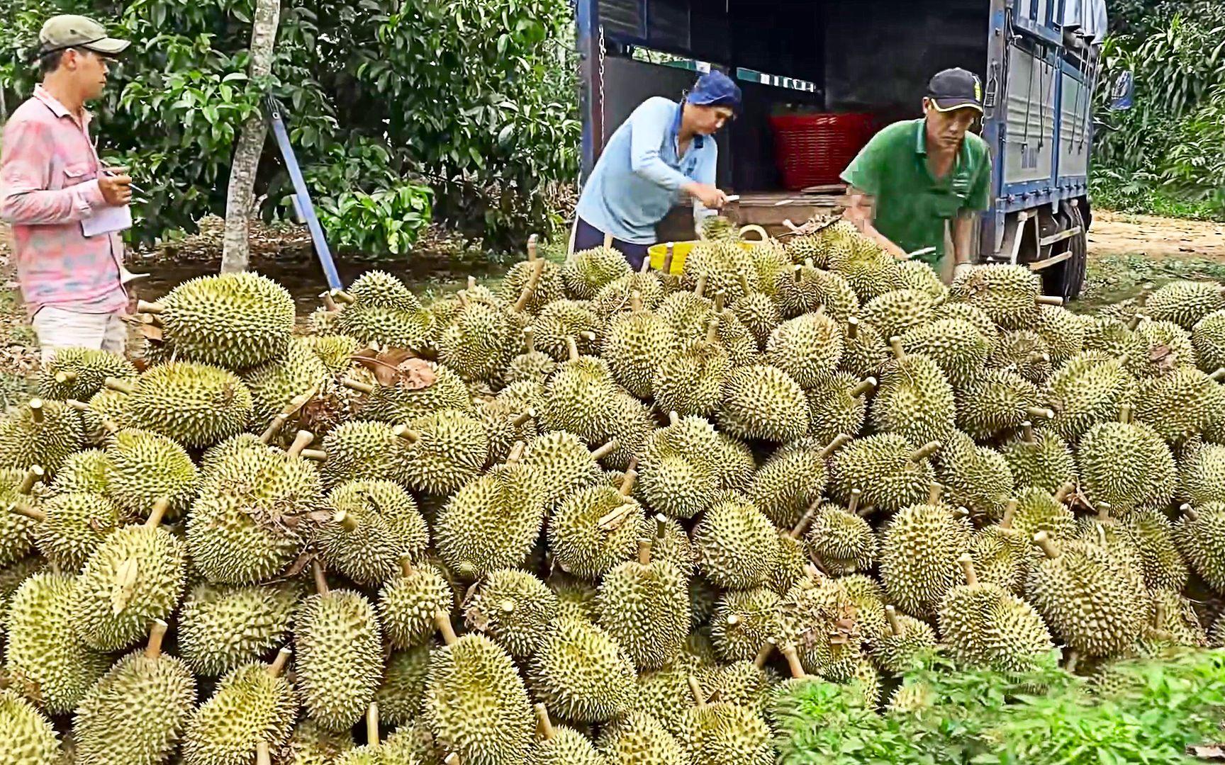 榴莲5步种植技巧和食用方法视频（榴莲5步种植技巧和食用方法）